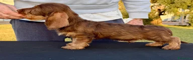 Priamo - Bassotto Nano machio Marrone cinghiale