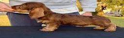 Bassotto Nano cani in vendita: Bassotti Nani Pelo Duro - Figli di Campioni - Annuncio 4