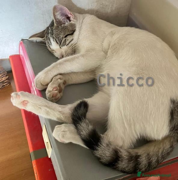 Meticcio gatti Chicco cerca adozione - Annuncio 5