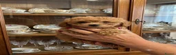 Barbone cani in vendita: barboncina - Annuncio 9