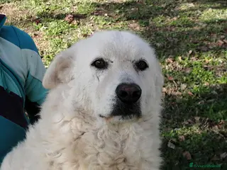 Meticcio cani MINERVA UNA VITA DI STENTI, IN ADOZIONE - Annuncio 25