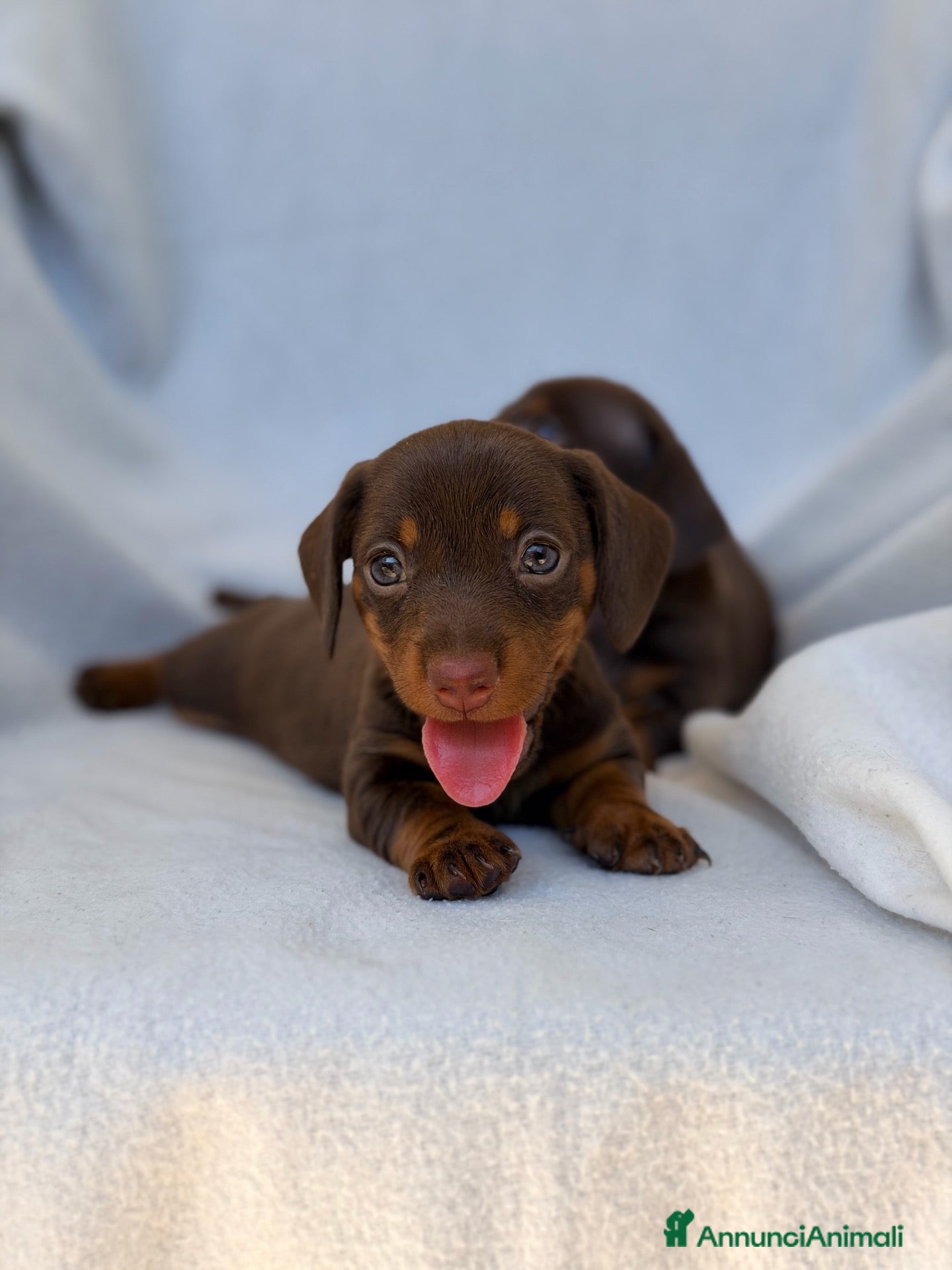 Bassotto cani Cuccioli di bassotto ENCI disponibili  - Annuncio 19