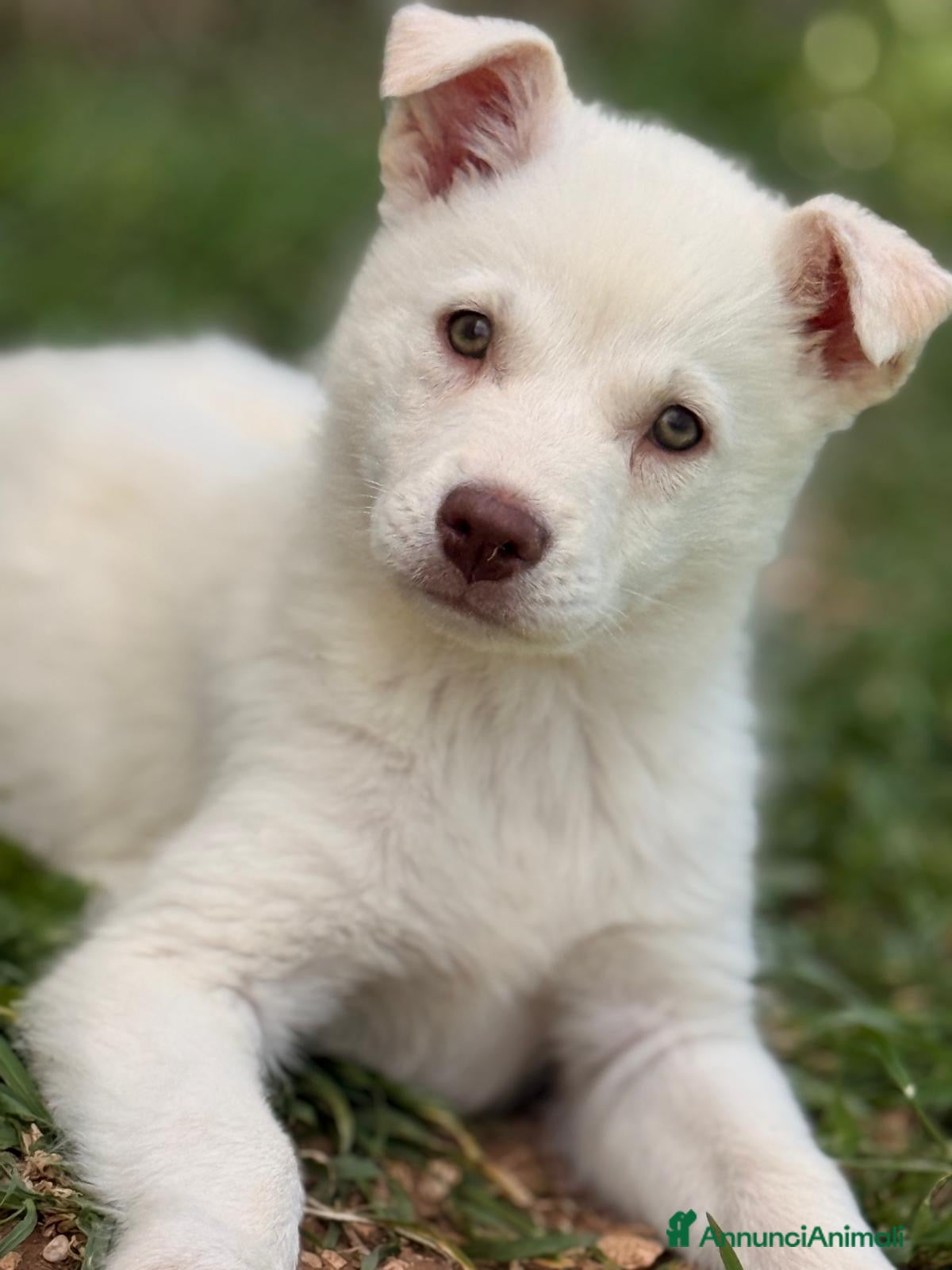 Meticcio cani La piccola Falena  - Annuncio 1
