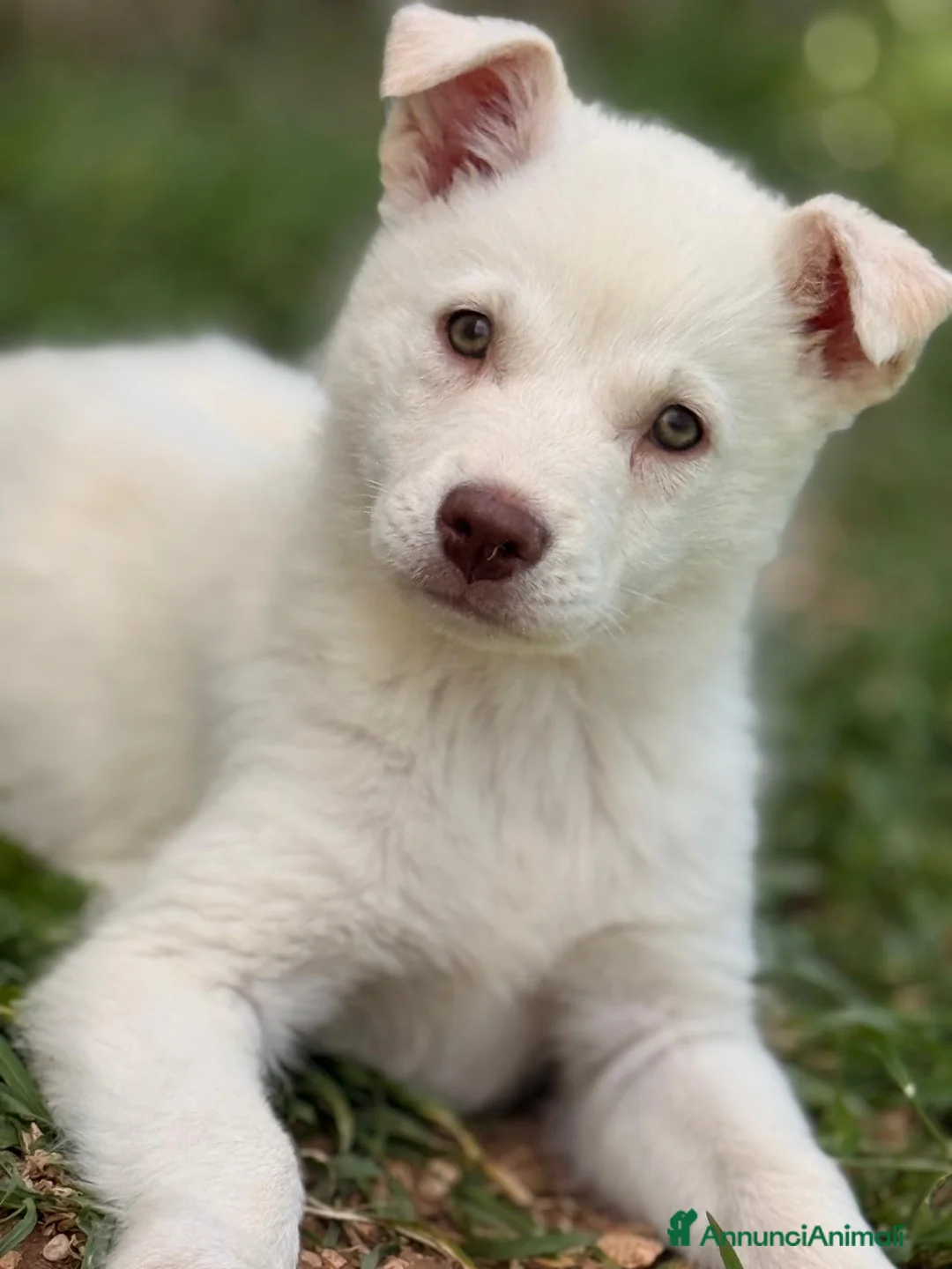 Meticcio cani in regalo: La piccola Falena  - Annuncio 1