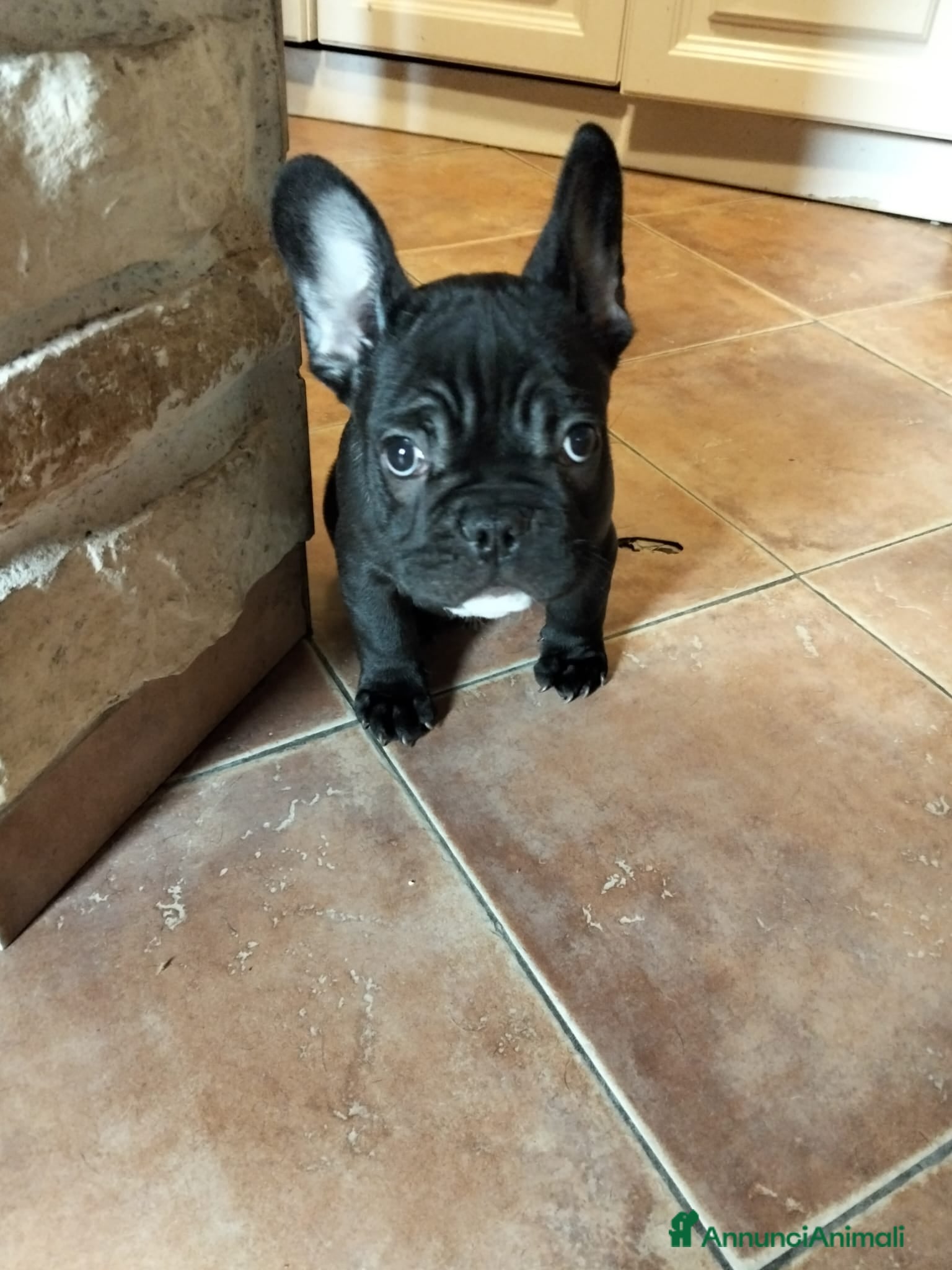 Bulldog Francese cani Maschio bulldog francese  - Annuncio 13