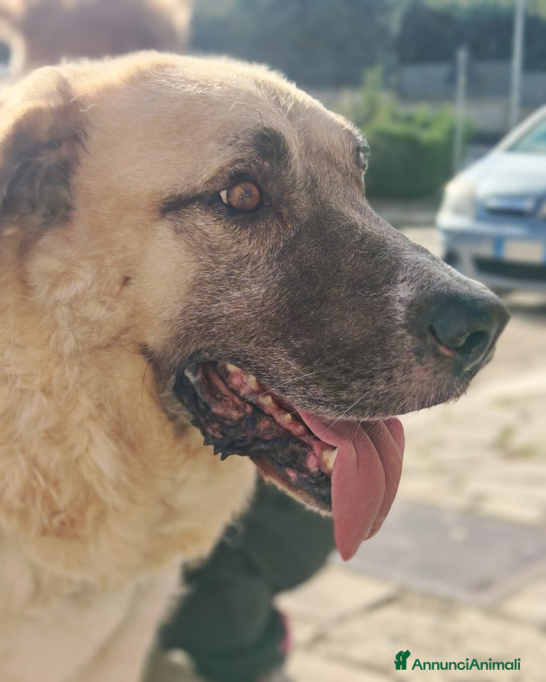 Meticcio cani in regalo: Hulk: gigante buono educato e coccolone  - Annuncio 10