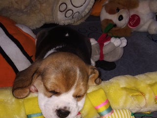 Beagle cani Meravigliosa cucciolata Beagle - Annuncio 2