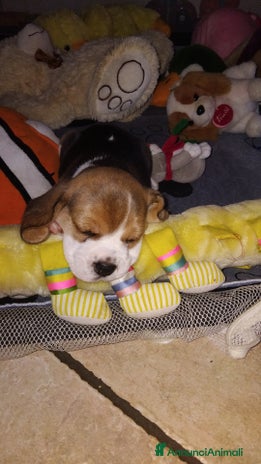 Beagle cani - Annuncio 1