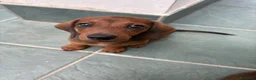 Bassotto cani in vendita: cuccioli di bassotto nano a pelo corto  a Provincia di Lecce - Annuncio 4