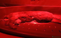 Lagotto cani in vendita: Cuccioli di Lagotto Romagnolo con Pedigree ROI  a Provincia di Chieti - Immagine 8