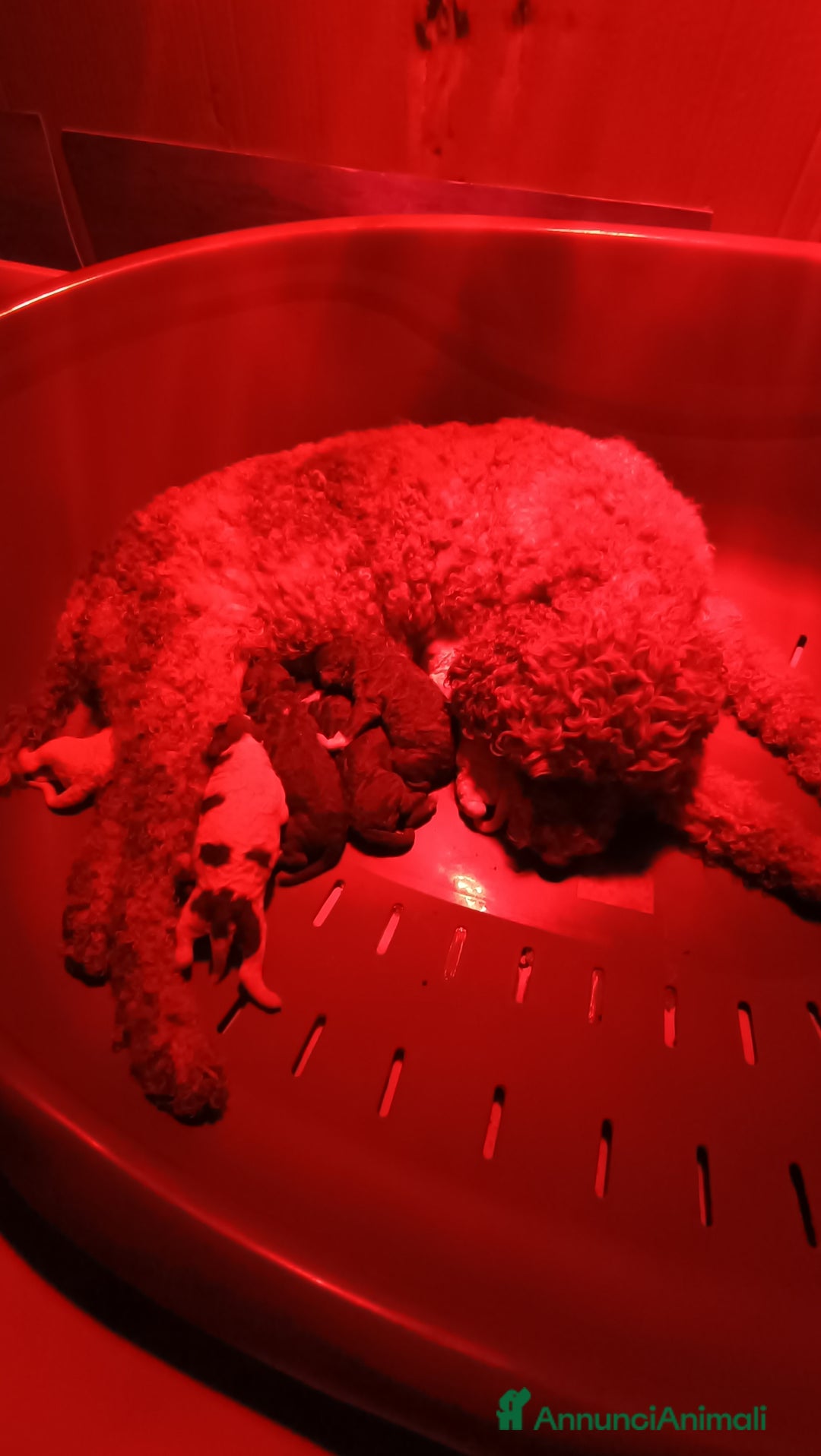 Lagotto cani in vendita: Cuccioli di Lagotto Romagnolo con Pedigree ROI  a Provincia di Chieti - Immagine 8