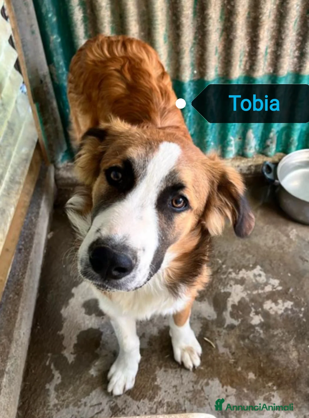 Meticcio cani in regalo: Tobia 15/17mesi possibile nessuno lo noti!!CATANIA a Città metropolitana di Milano - Annuncio 5