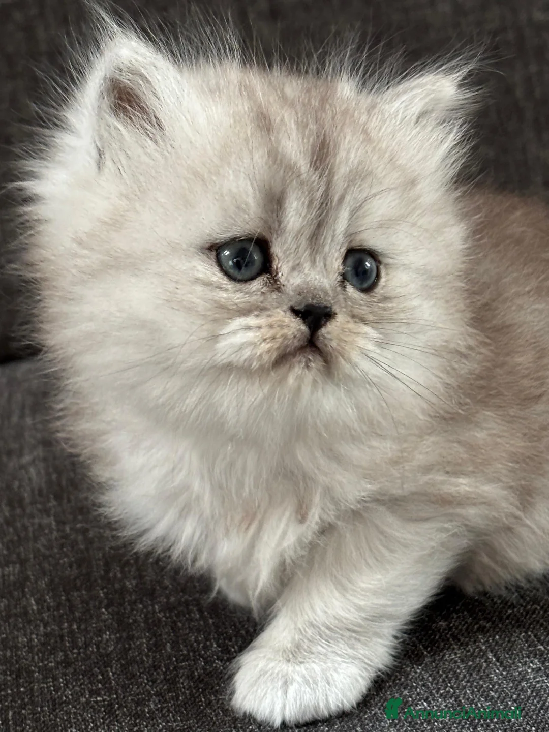 Persiano gatti in vendita: Gattini cuccioli Persiano - Annuncio 2