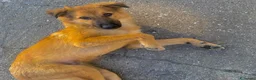 Meticcio cani in regalo: BERGAMOTTO 💙 IL BRUTTO È GIÀ ALLE SPALLE a Provincia di Forlì-Cesena - Annuncio 3