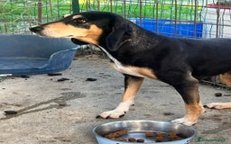 Segugio cani in regalo: Giulia una dolcezza - Annuncio 2