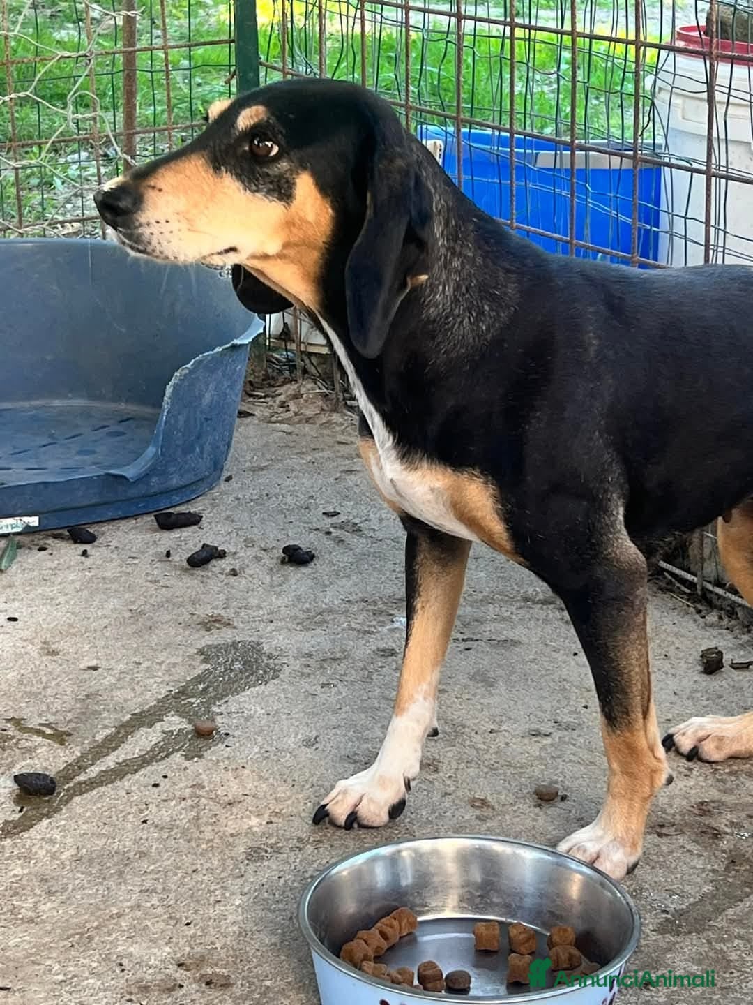 Segugio cani in regalo: Giulia una dolcezza - Annuncio 2