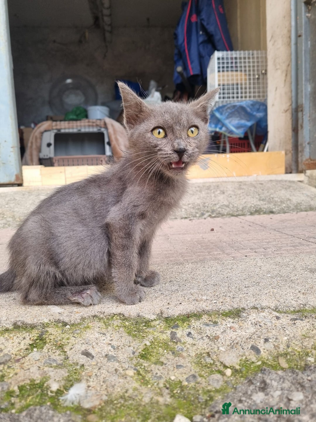 Meticcio gatti in regalo: GATTINI AMOREVOLI - Annuncio 7