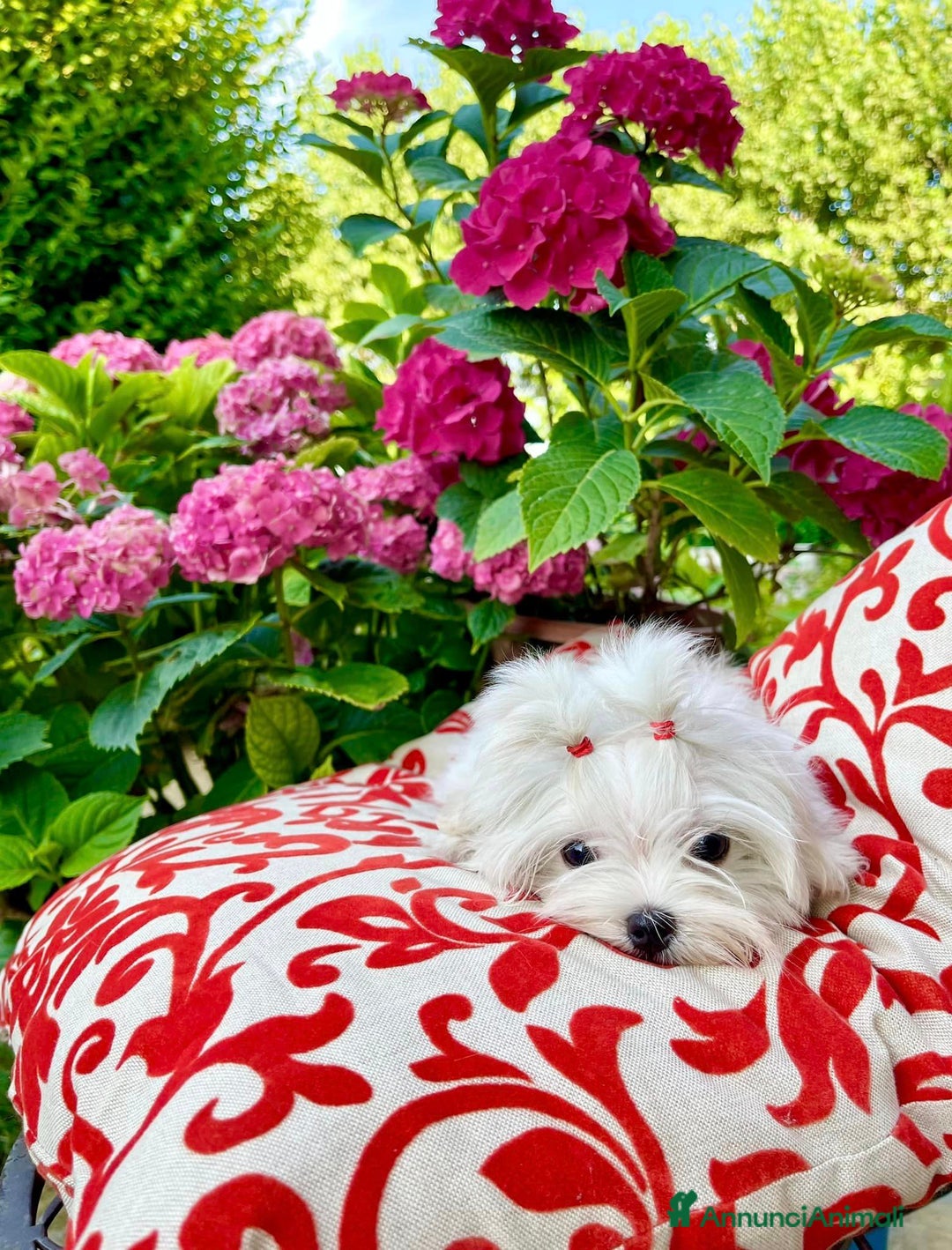 Maltese cani in vendita: Meravigliosi Cuccioli Maltesi mini a Provincia di Modena - Annuncio 4