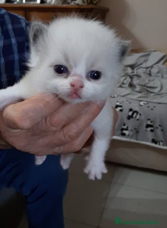 Ragdoll gatti a Provincia di Trieste - Annuncio 5