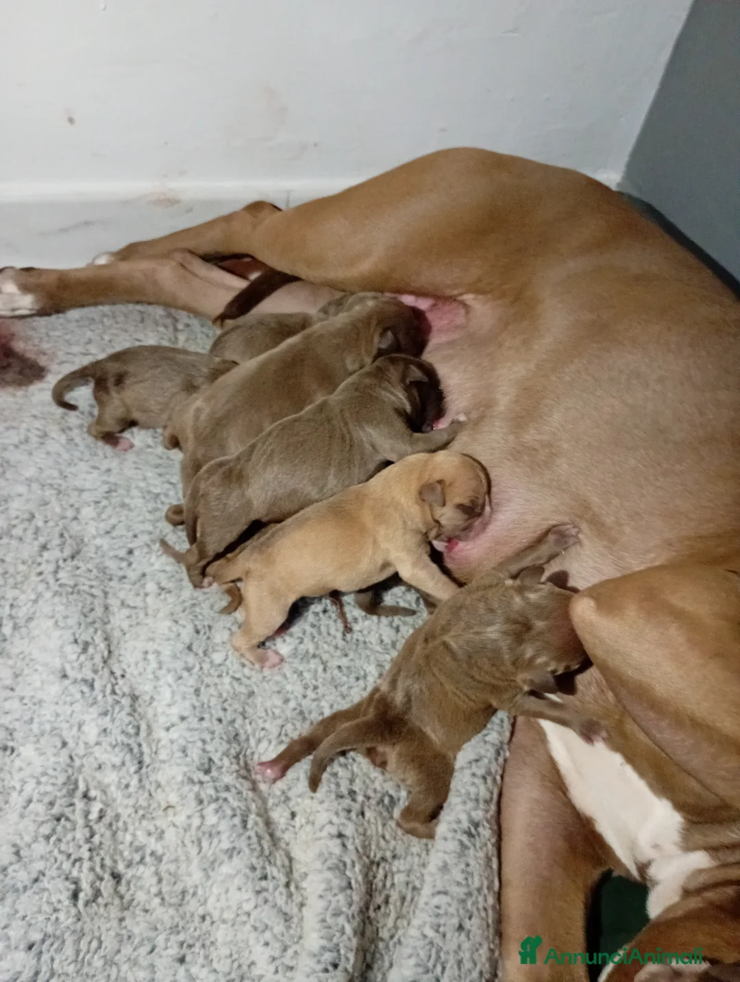 Pitbull cani in vendita: CUCCIOLI DI AMERICAN PITBULL TERRIER  a Provincia di Avellino - Annuncio 2