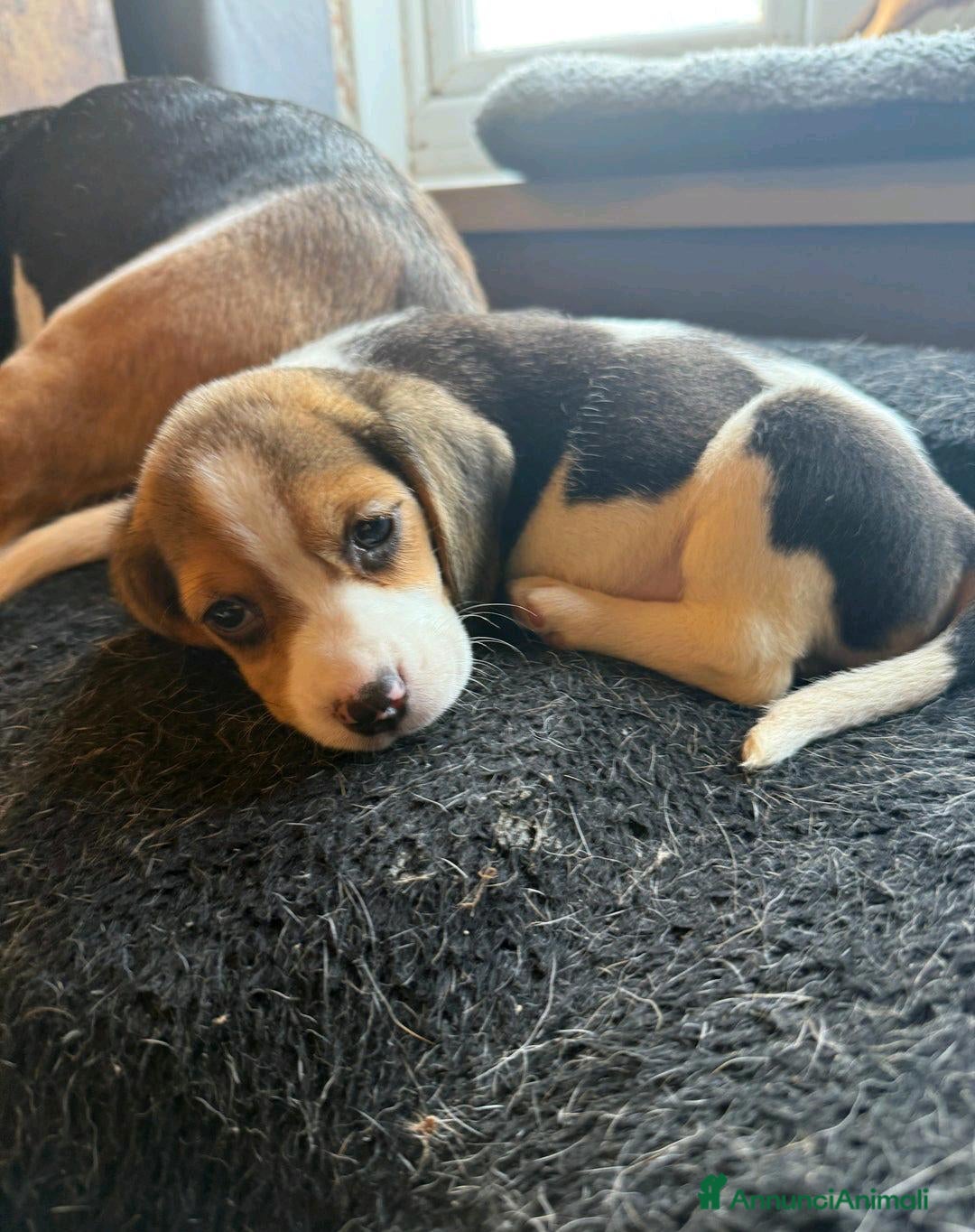 Beagle cani in vendita: Cuccioli di Beagle cercano umani per sempre! a Città metropolitana di Roma Capitale - Annuncio 3