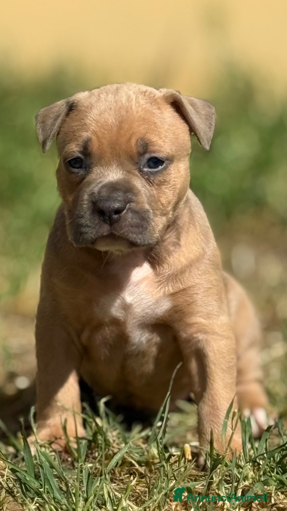 American Staffordshire cani Amstaff cuccioli Blu Fawn  - Annuncio 1