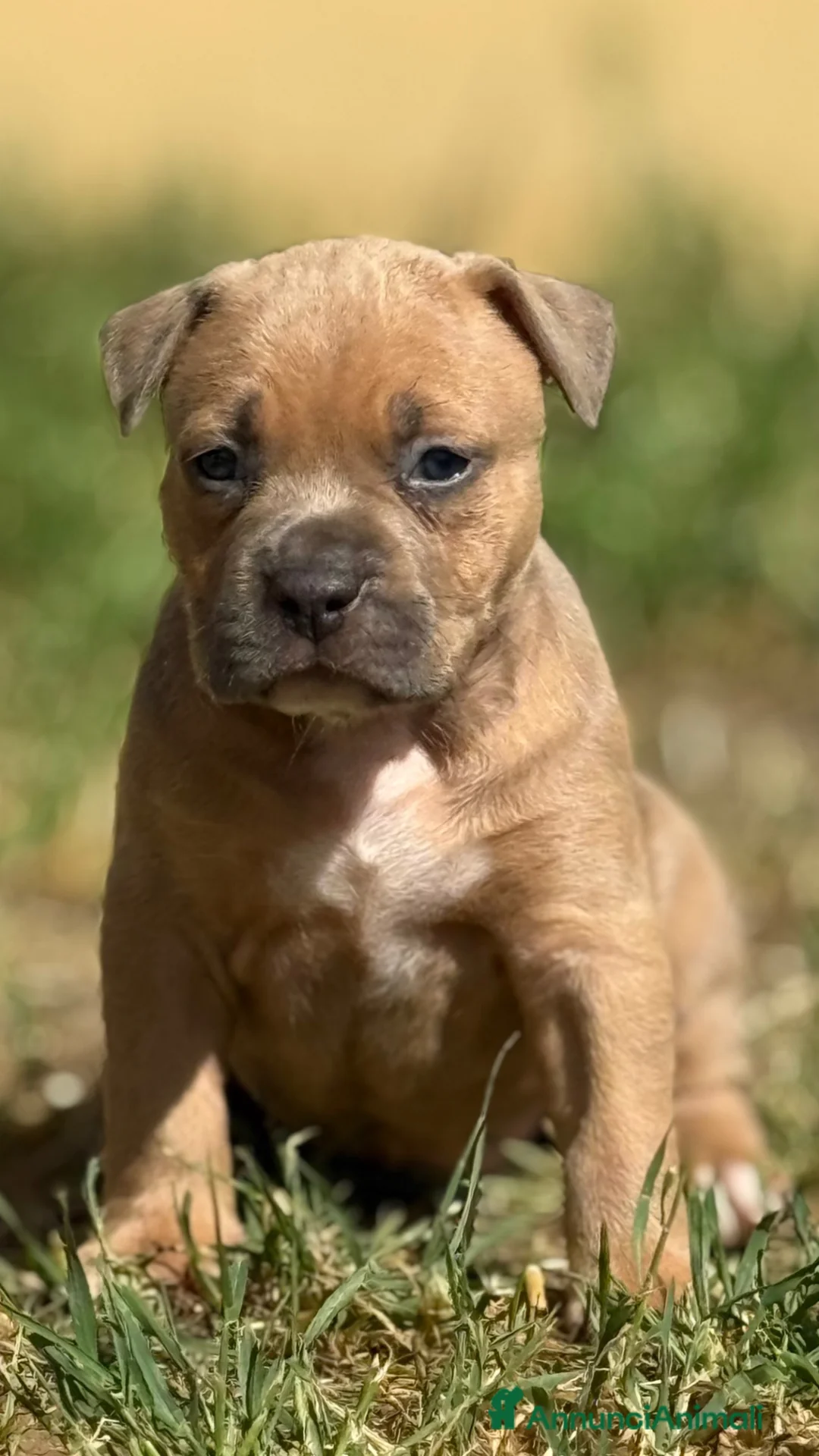 American Staffordshire cani in vendita: Amstaff cuccioli Blu Fawn  - Annuncio 1