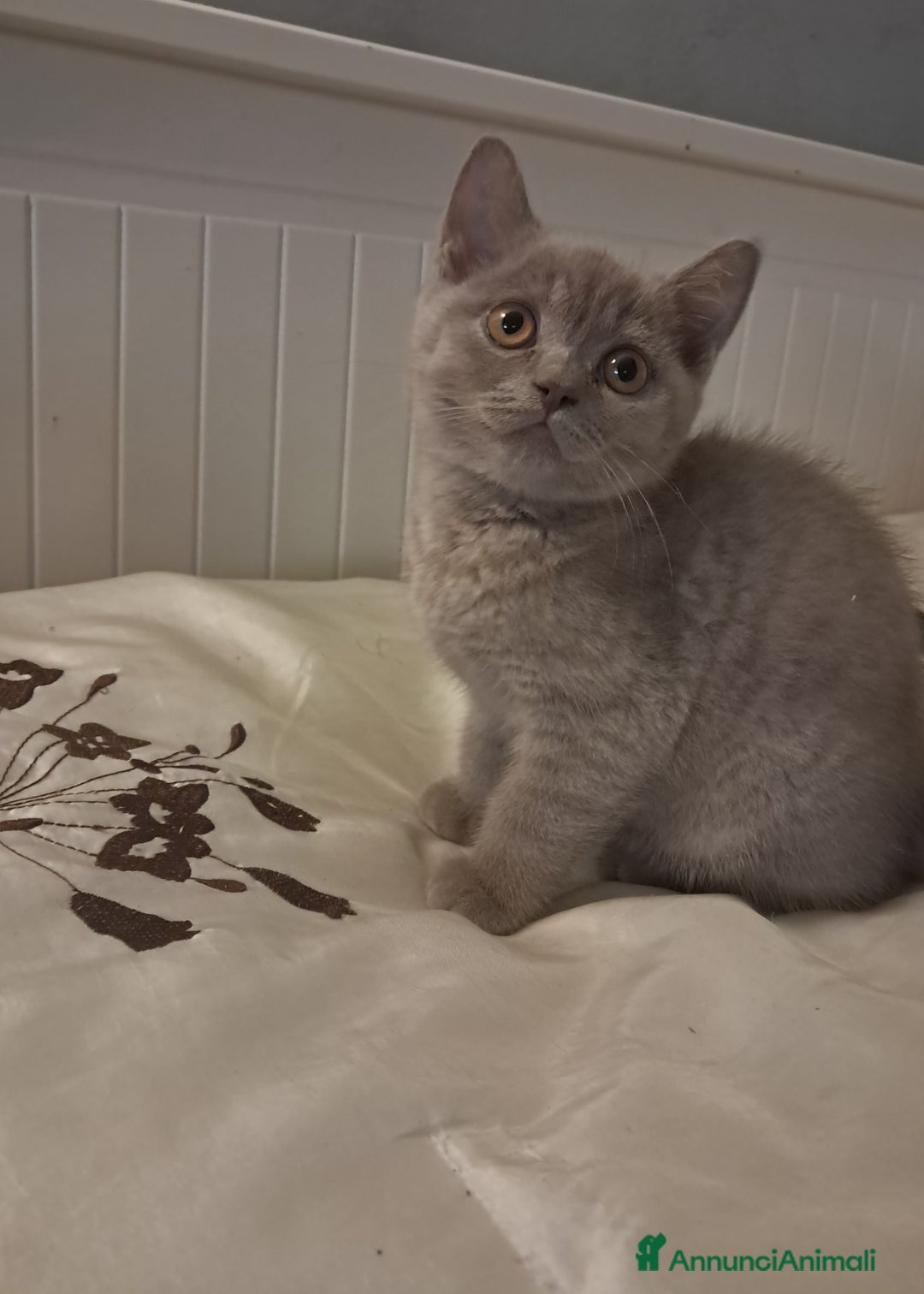 Scottish gatti in vendita: Scottish straight femmina 3 mesi  - Annuncio 3