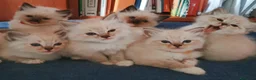 Ragdoll gatti in vendita: Ragdoll cucciola  - Annuncio 6