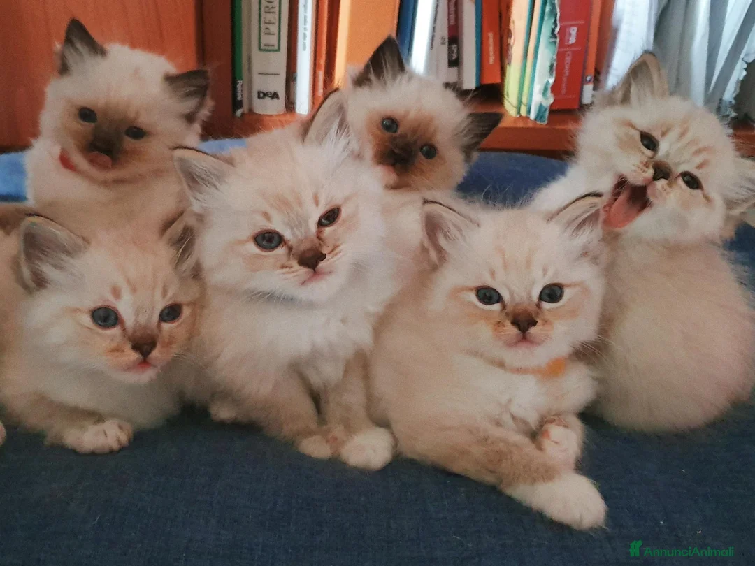 Ragdoll gatti in vendita: Ragdoll cucciola  - Annuncio 6