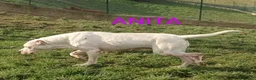 Dogo Argentino cani in regalo: ANITA educata ed affettuosa con le persone - Annuncio 3