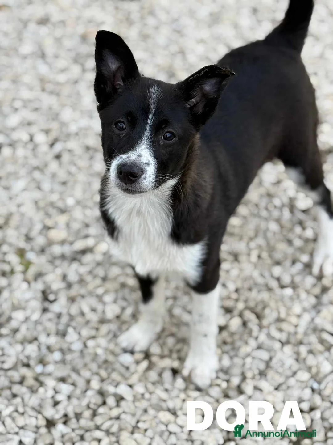 Border Collie cani in regalo: DORA, cucciola timidona. mix BORDER COLLIE - Annuncio 2