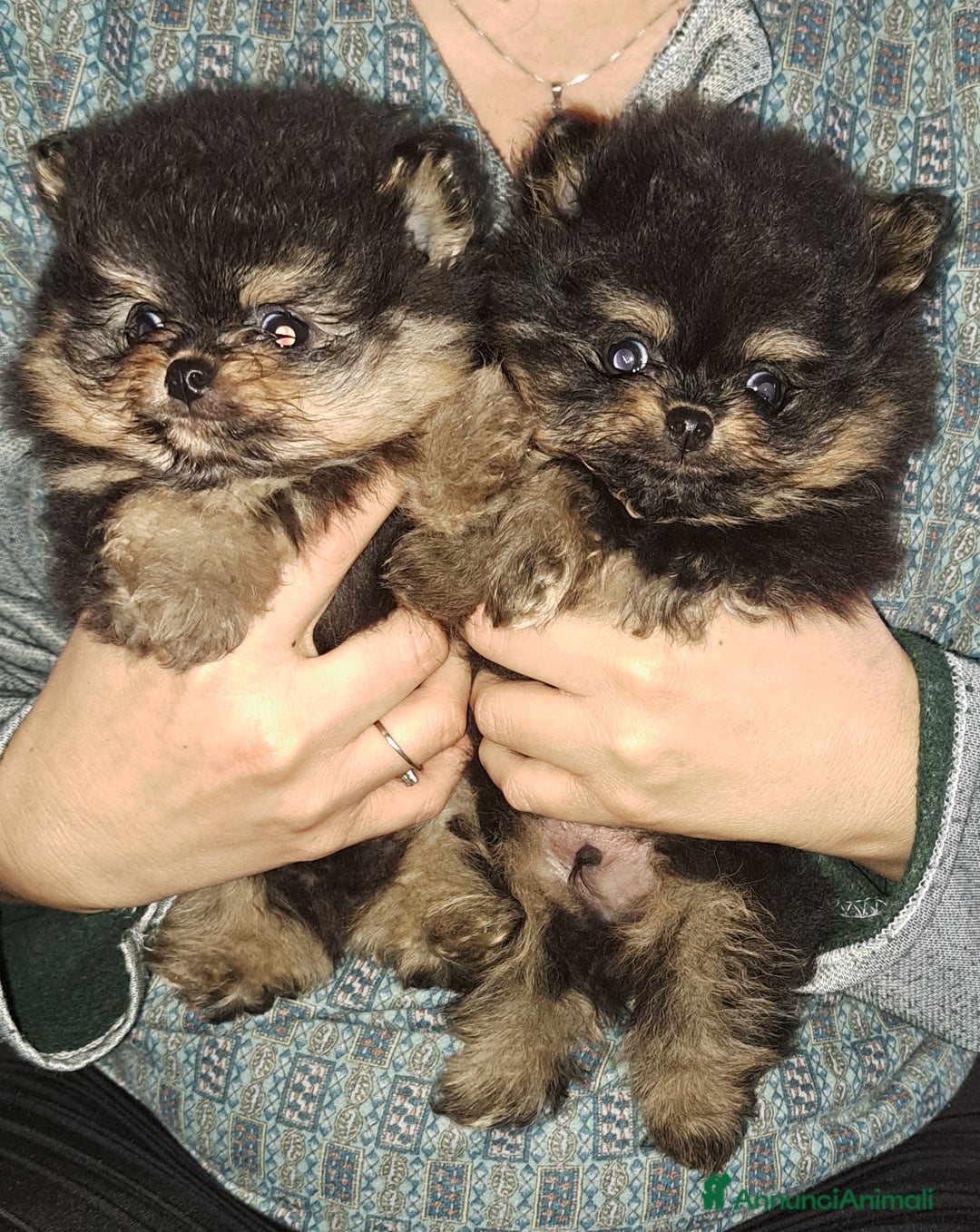 Spitz cani in vendita: Spitz di pomerania nano - Annuncio 3