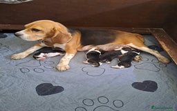 Beagle cani in vendita: cuccioli di Beagle - Immagine 4