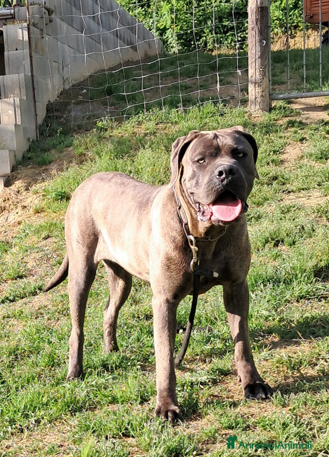 Cane Corso cani in vendita: cuccioli di cane corso  - Annuncio 7