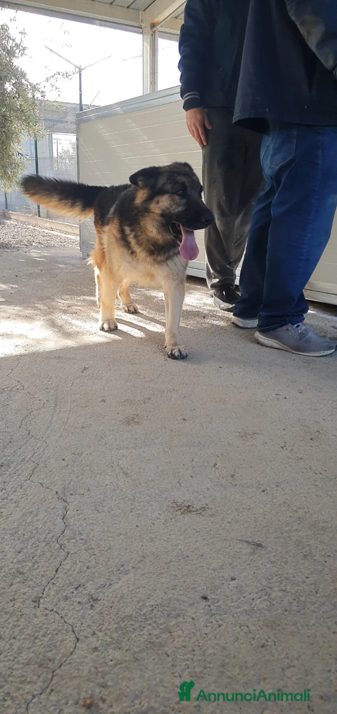 Pastore Tedesco cani in regalo: Furia, pastore tedesco di pura razza in canile - Annuncio 2
