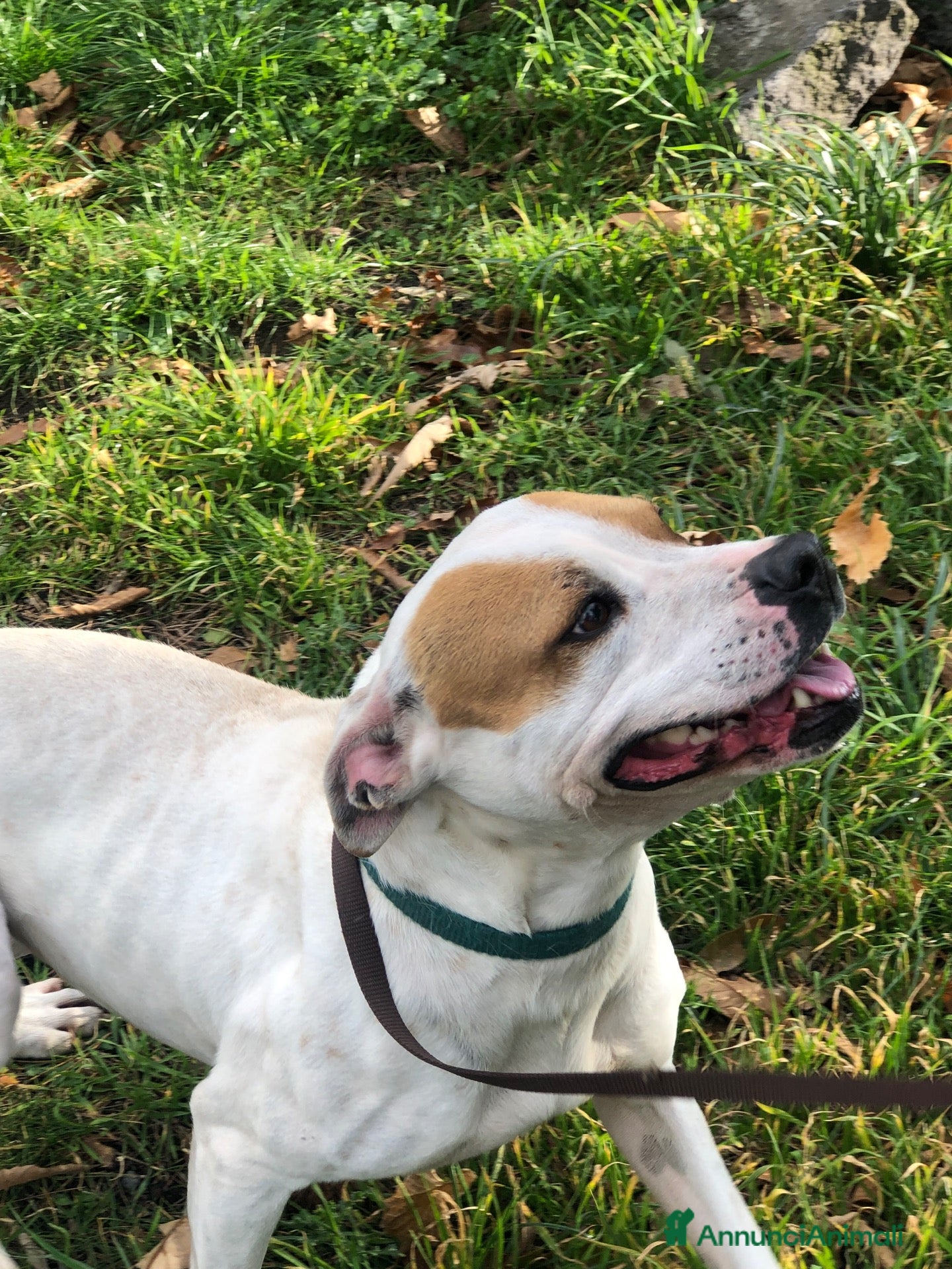 Meticcio cani in regalo: Lilli cerca casa - Annuncio 2