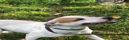 Meticcio cani in regalo: Lilli cerca casa a Città metropolitana di Catania - Annuncio 1