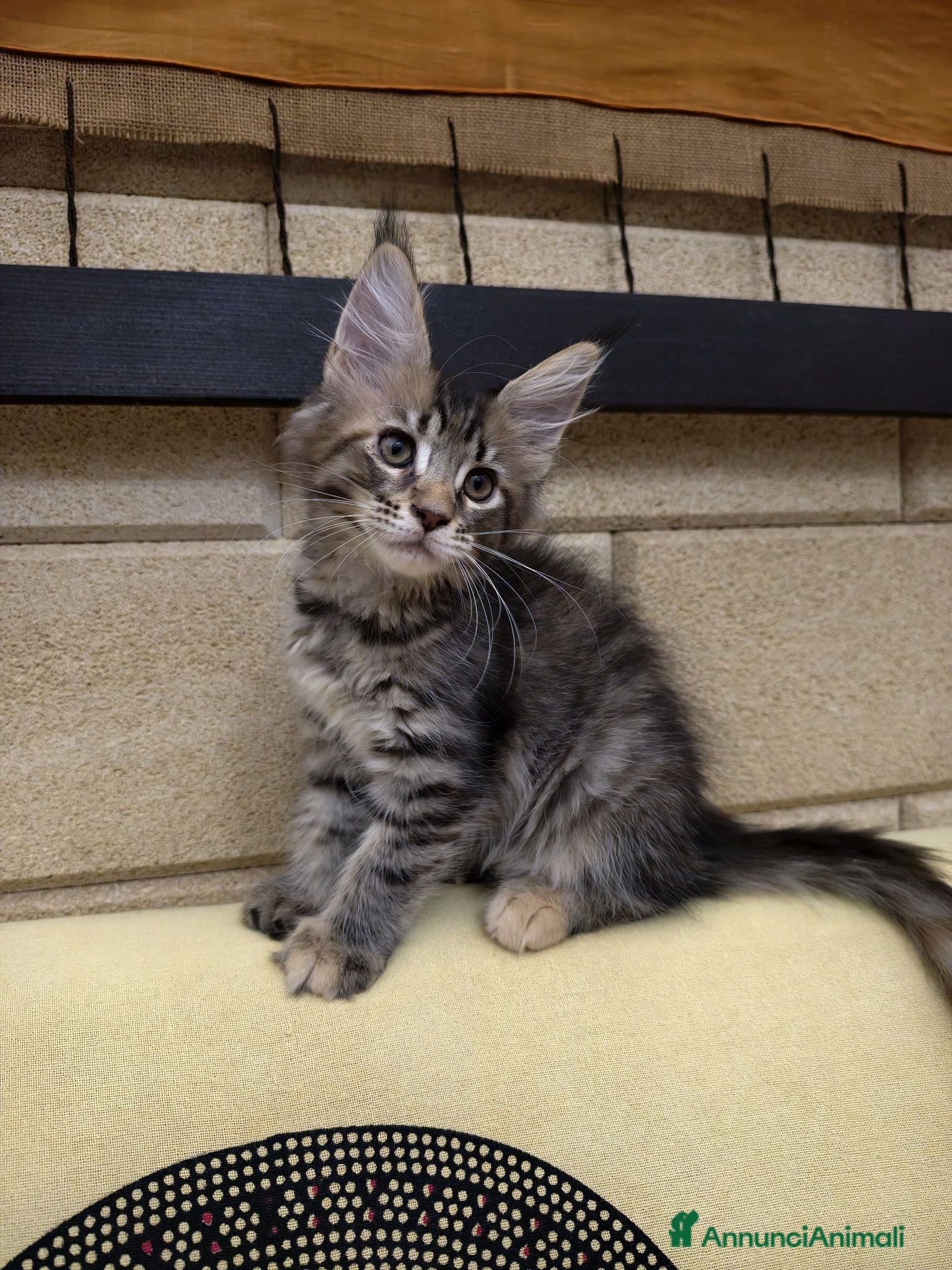 Maine Coon gatti Cucciola Maine coon  - Annuncio 3