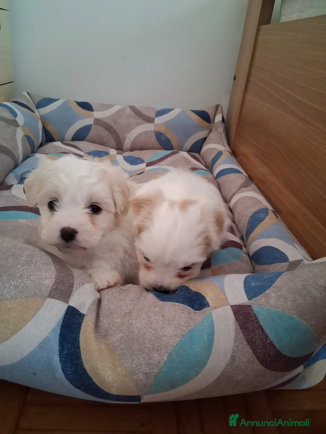 Maltese cani in vendita: Cucciole Maltese  - Annuncio 8
