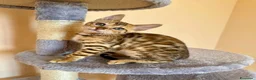 Bengala gatti in vendita: Bengala - Annuncio 4