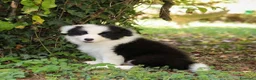 Border Collie cani in vendita: Cuccioli Border Collie  - Annuncio 5