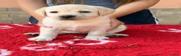 Labrador cani in vendita: Cuccioli di Labrador - Annuncio 2