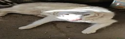 Meticcio cani in regalo: Giove  a Provincia di Lecco - Annuncio 2