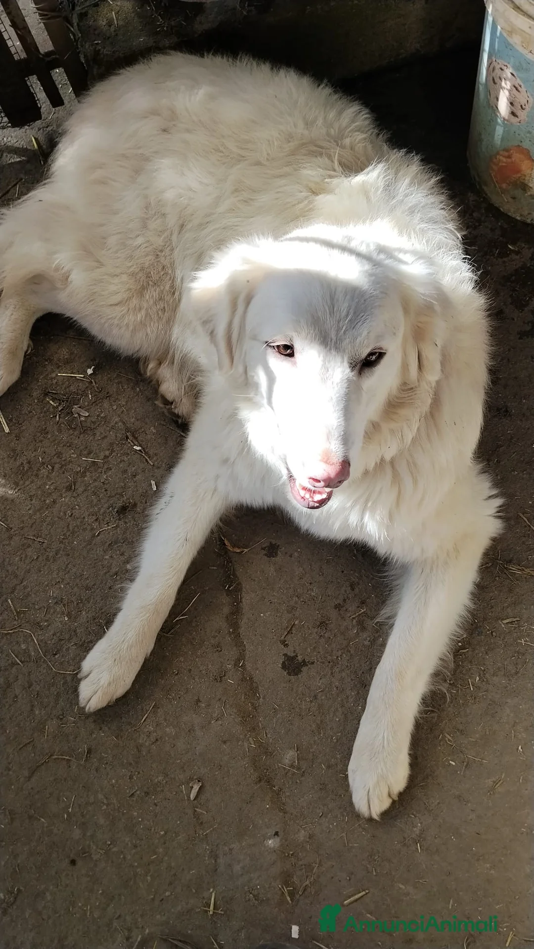 Meticcio cani in regalo: Giove  a Provincia di Lecco - Annuncio 2