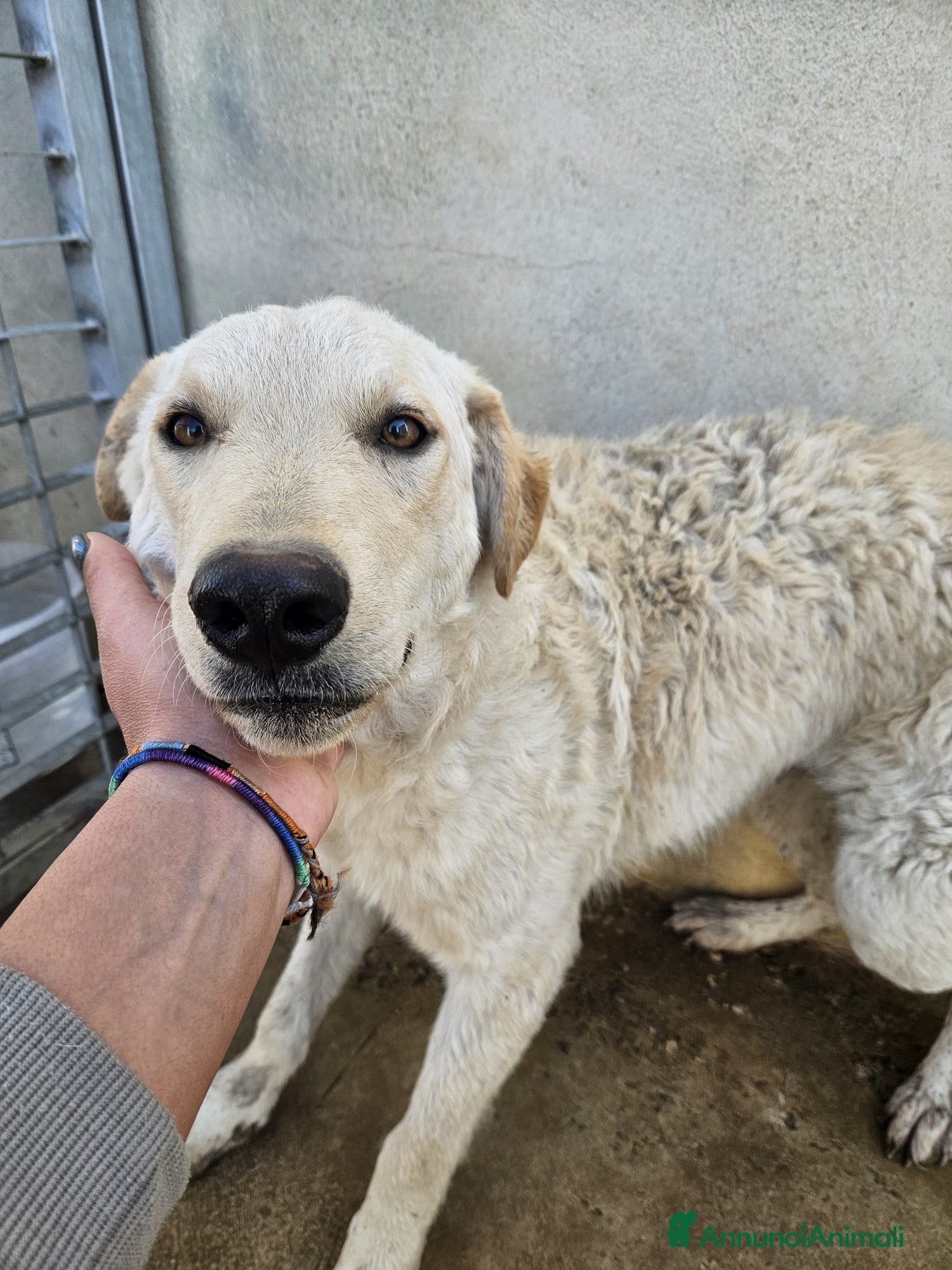 Meticcio cani Micky: 1 anno, socievole ed equilibrata  - Annuncio 16