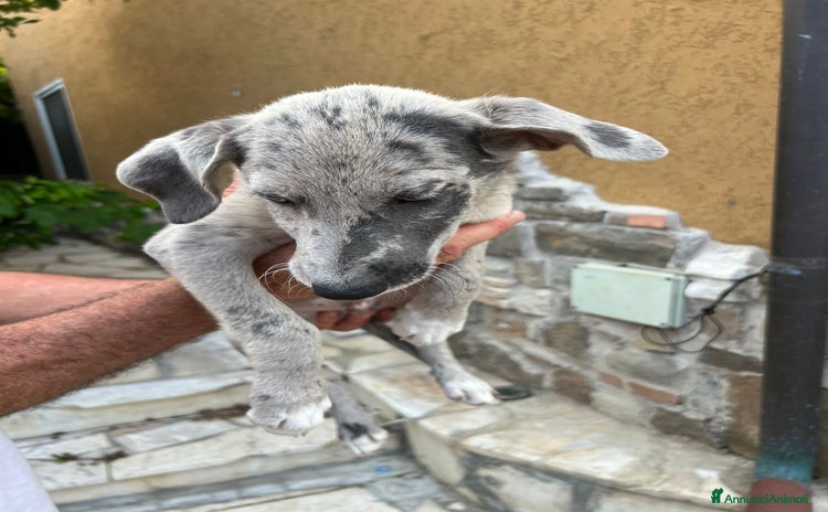 Altre razze cani a Provincia di Brescia - Annuncio 4