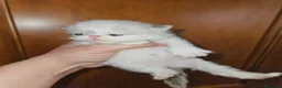 Persiano gatti in vendita: Gatto persiano  - Annuncio 4