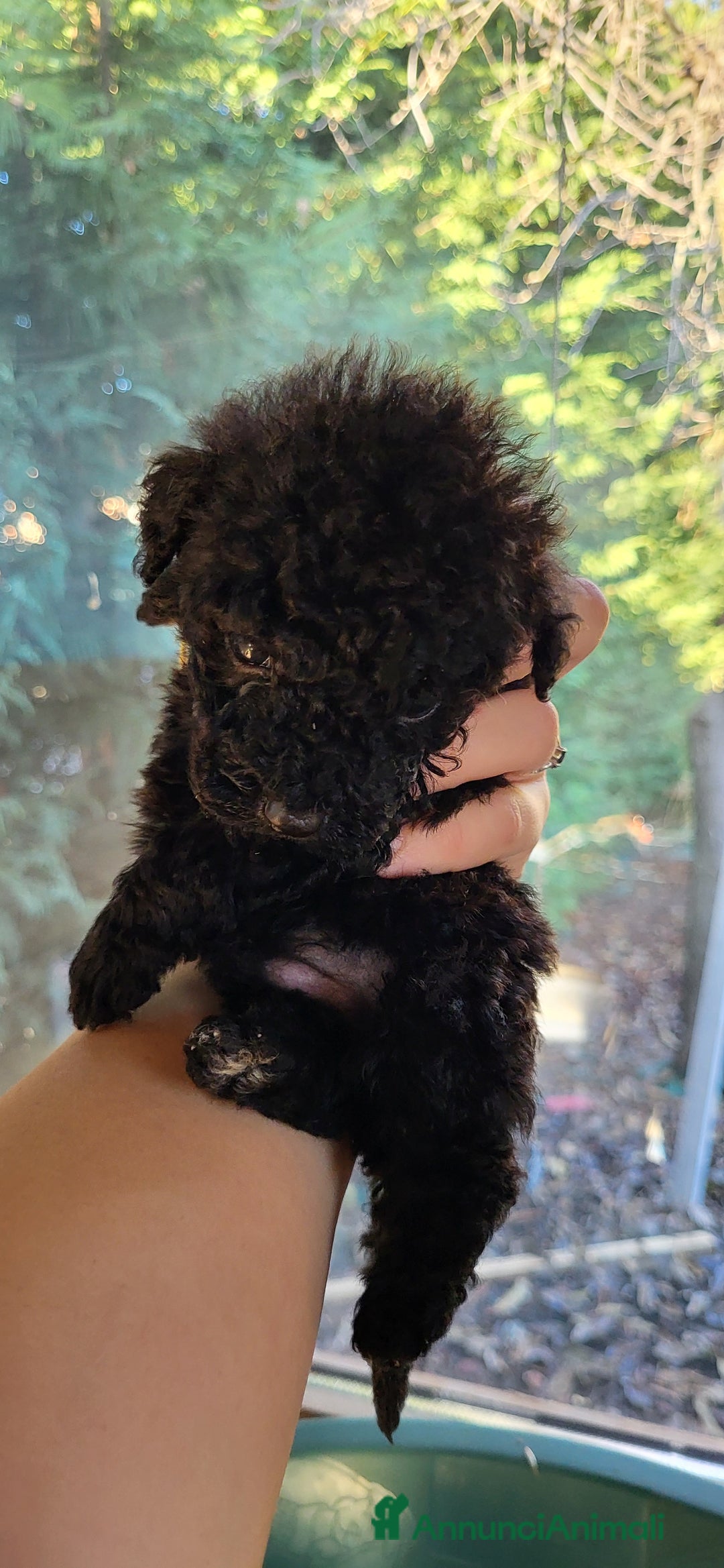 Barboncino cani in vendita: Cuccioli di Barboncino nano  - Annuncio 2