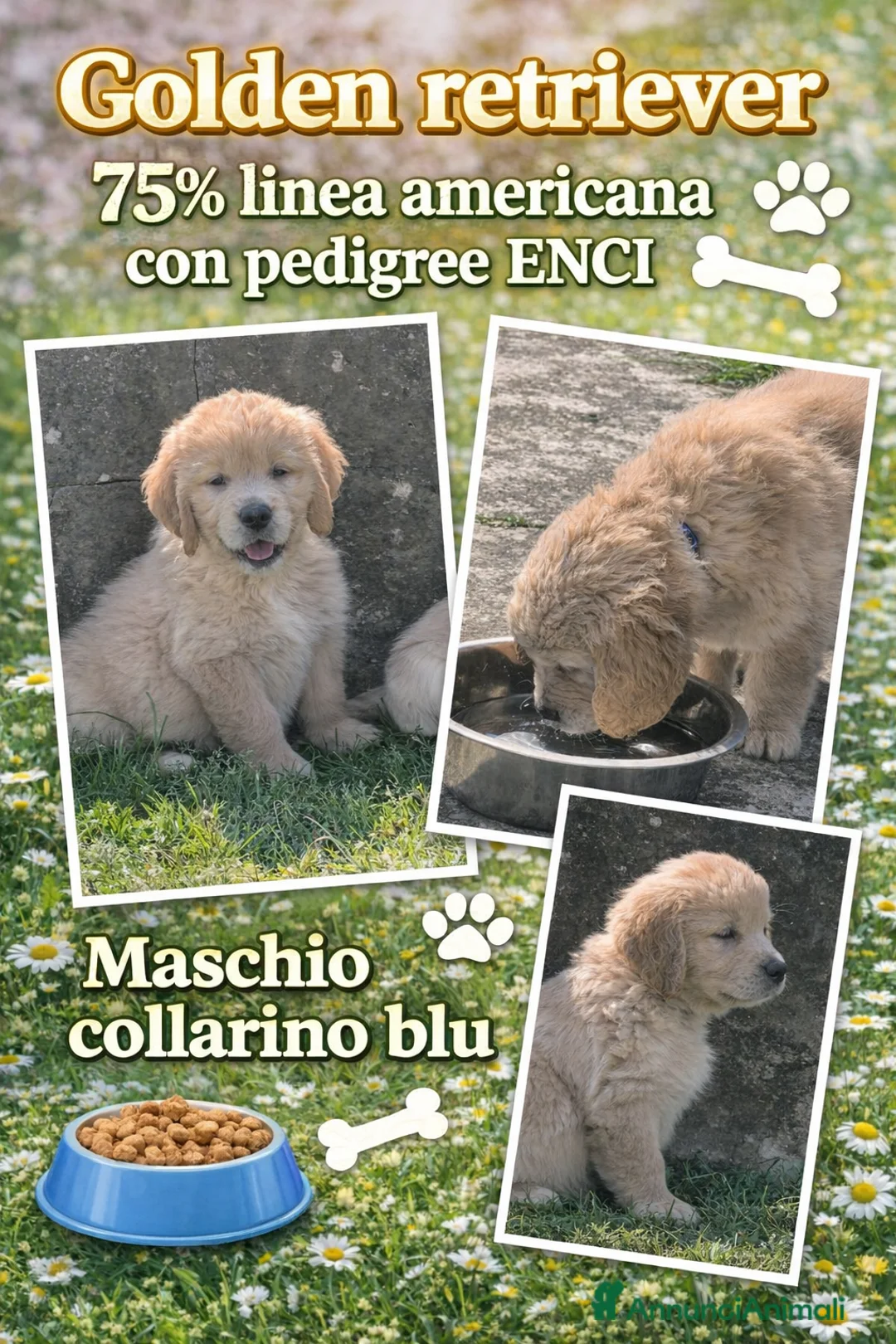 Golden Retriever cani in vendita: Cuccioli di Golden retriever con pedigree ENCI  - Annuncio 1